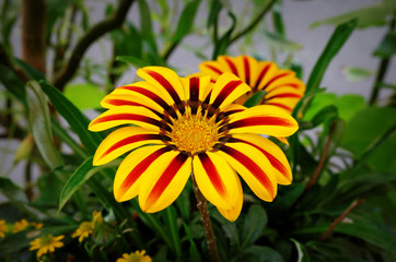 treasure flower Gazania rigens var. rigens