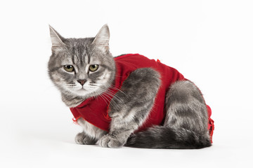 Cat in red medical blanket for cats, isolate on a white background. Treatment of a pet after surgery, sterilization.