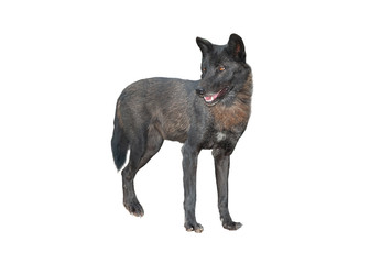 canadian wolf isolated on white