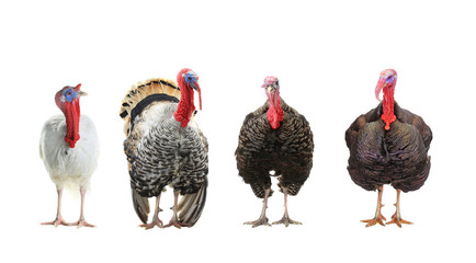 four turkey isolated on a white background.
