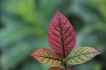 Beautiful Colourful leaf with space for design or typography