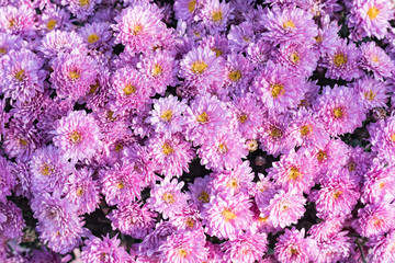 Pink chrysanthemums. Delicate autumn flowers. Close-up.