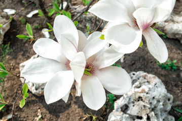 Fototapeta na wymiar Flowers of Magnolia. Delicate spring flower. Arrival of spring. Close up