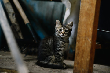 A beautiful fluffy homeless kitten in an abandoned house is looking intently into the camera. Soft focus. The concept of loneliness.
