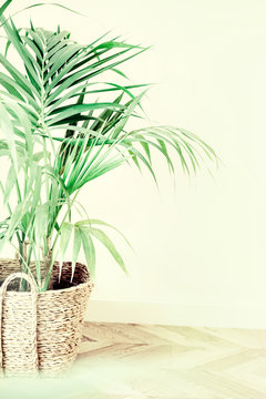 Decorative Areca palm over white background