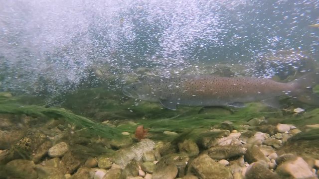Freshwater fish Common huchen (Hucho hucho) in the beautiful clean river. Underwater footage with nice danube salmon and natural light. Wild life animal. Swimming predator fish in the river habitat.