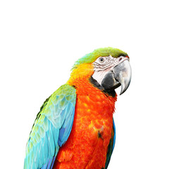 Herlequin parrots bird  macaw vivid rainbow colorful animal.(Scientific Name : Psittacus torquata). Isolated on white background. This has clipping path.    