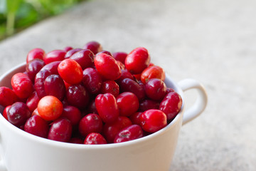 Dogwood is a sweet and sour red fruit. medicinal plant. ripe berries background vitamin. Dogwood on the background of the garden in a plate with space for text. The concept of healthy 
