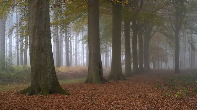 Panning shot of row of beech trees in autumn forest