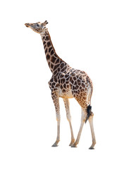 Giraffe isolated on a white background.