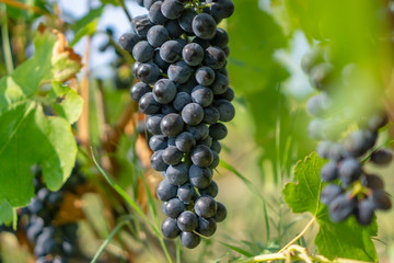 Bunches of fresh dark black ripe grape fruit on green leaves and brown trunk in winery field under soft sunlight at harvest season, planting in organic vineyard farm  viticulture village in France