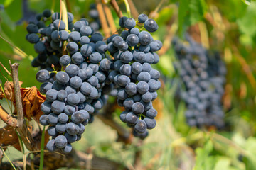 Bunches of fresh dark black ripe grape fruit on green leaves and brown trunk in winery field under soft sunlight at harvest season, planting in organic vineyard farm to produce red wine