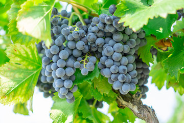 Bunches of fresh dark black ripe grape fruit on green leaves and brown trunk in winery field under soft sunlight at harvest season, planting in organic vineyard farm to produce red wine