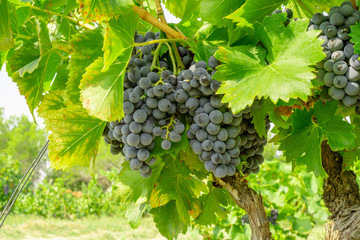 Bunches of fresh dark black ripe grape fruit on green leaves and brown trunk in winery field under...