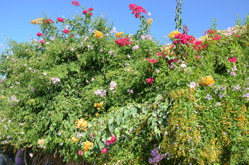 bougainvillier  Bougainvillea en fleur rose blanc rouge