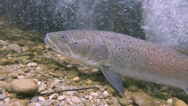 Freshwater fish Common huchen (Hucho hucho) in the beautiful clean river. Underwater footage with nice danube salmon and natural light. Wild life animal. Swimming predator fish in the river habitat.