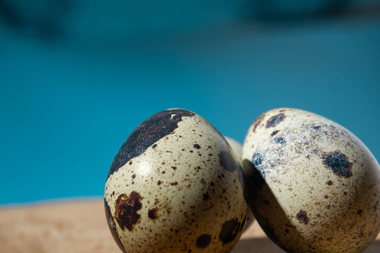 quail eggs on a tree blue background, close-up, copy space