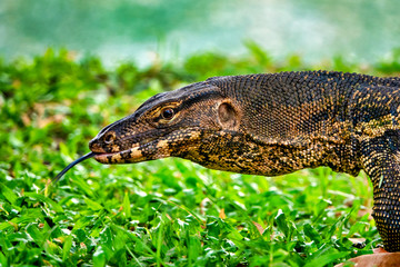 Monitor Lizard