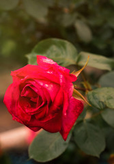 Vertical picture of red rose in green leaves in garden, symbol of love. Red roses for lover, natural rose in garden, natural background for greeting card, celebration, calendar, poster, valentines day