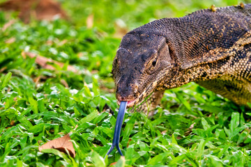 Monitor Lizard