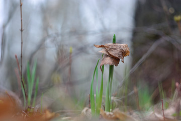 The old foliage on the young shoots of grass.