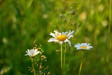 Beautiful wild flowers.