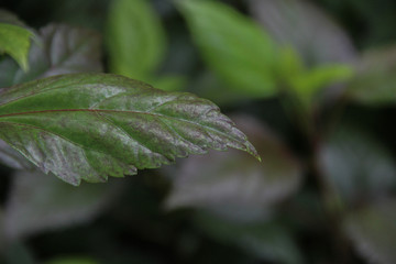 Beautiful Green leaf with space for design or typography