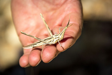 Close up of a female cone-headed grasshopper (Acrida ungarica) on a hand, spotted in Namibia, Africa