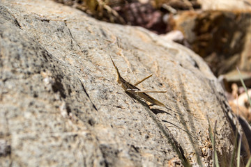 A brown cone-headed grasshopper (Acrida ungarica) on a stone, Namibia, Africa