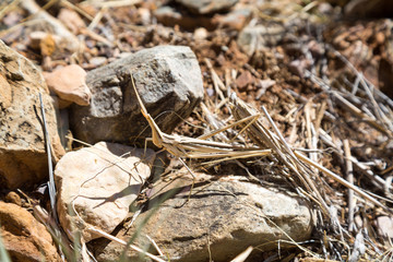 Well camouflaged brown cone-headed grasshopper (Acrida ungarica) on a stone and surrounded by dry grass, Namibia, Africa