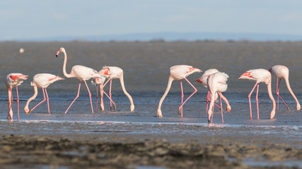 Flamants roses sur le Vaccarès