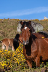 Wild horses in Galicia, Spain
