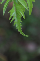 Beautiful Green leaf with space for design or typography