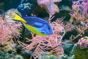 Fototapeta na wymiar Tropical blue fish Acanthurus Leucosternon surgeonfish in aquarium as nature underwater sea life background
