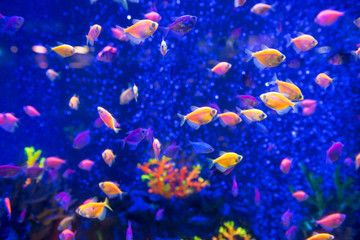 Naklejka na ściany i meble Tropical fishes in aquarium as nature underwater sea life background