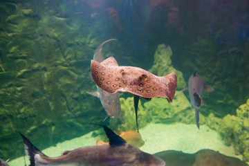 Tropical round ribbontail ray fish (Taeniura meyeni) in underwater sea as nature sea life background