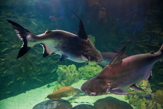 Tropical pangasius fish shark catfish in underwater sea as nature sea life background