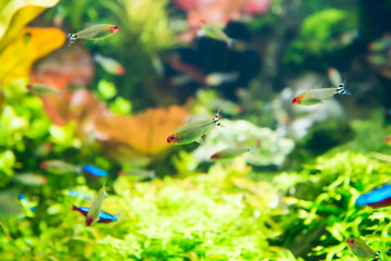 Tropical fishes with green underwater plants as nature sea life background