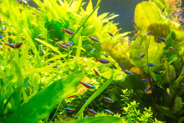 Tropical fishes with green underwater plants as nature sea life background