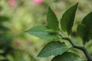 Beautiful Green leaf with space for design or typography