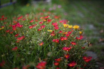 red flowers in garden