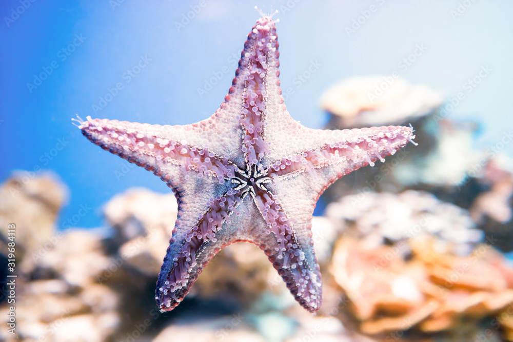 Wall mural Starfish in blue water as nature underwater sea life background