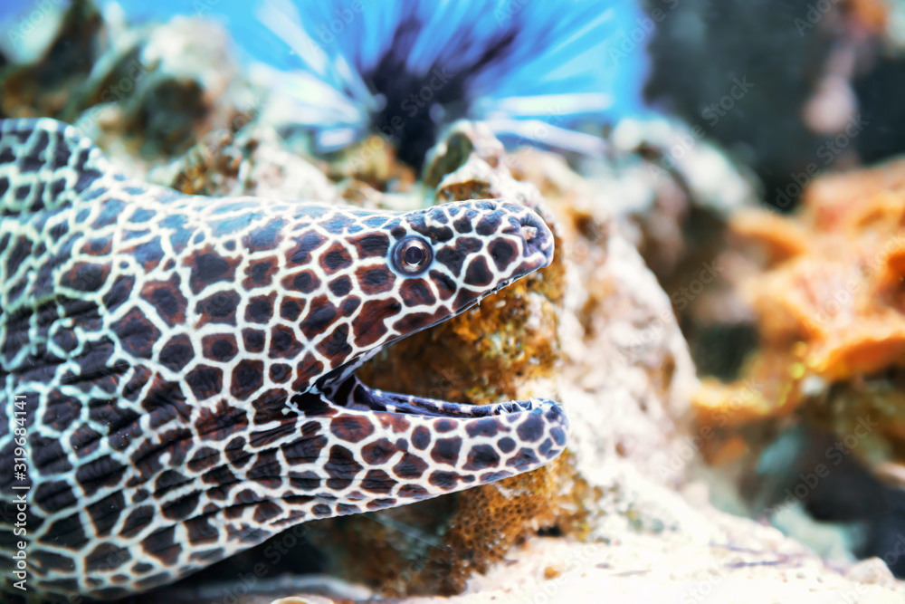 Sticker Laced moray fish at coral reef as nature underwater sea life background