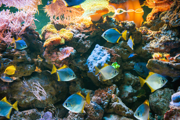 Fototapeta na wymiar Tropical blue fish Acanthurus Leucosternon surgeonfish in aquarium as nature underwater sea life background