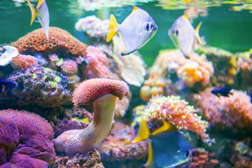 Tropical colorful fishes in aquarium as nature underwater sea life background