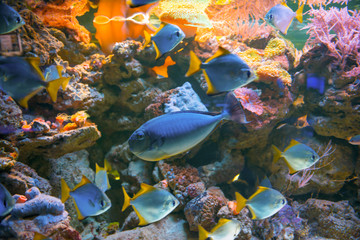 Tropical blue fish Acanthurus Leucosternon surgeonfish in aquarium as nature underwater sea life background