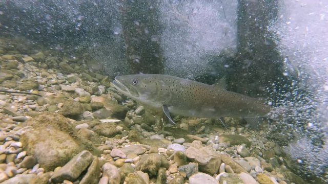 Big Common huchen (Hucho hucho) swimming in nice river. Beautiful danubian salmon. Close up footage. Underwater video in wild nature. Mountain creek habitat.