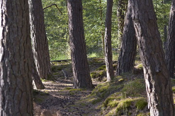 Foret de Fontainbleau