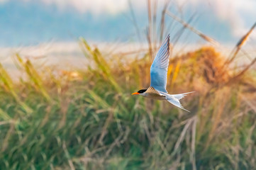 A river tern flying against tall grass