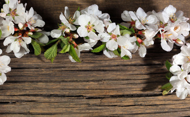 Fototapeta na wymiar Flowers of apple on a wooden background
